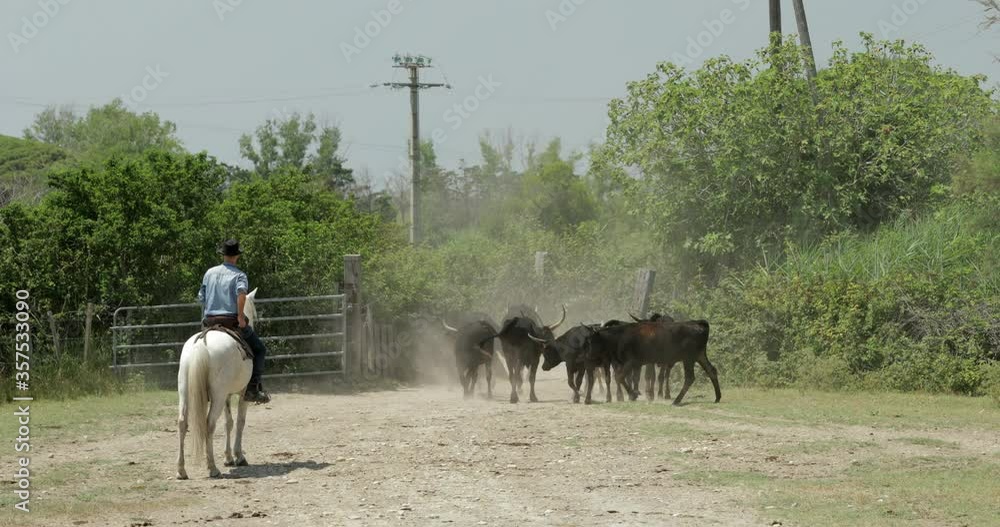 Lockdown shot of herdsman riding horse by cows against plants at ranch on sunny day - Camargue, France Lockdown shot of herdsman riding horse by cows against plants at ranch on sunny day - Camargue, France