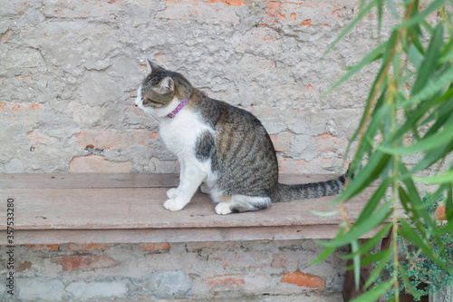 Domestic cat chilled in vintage garden
