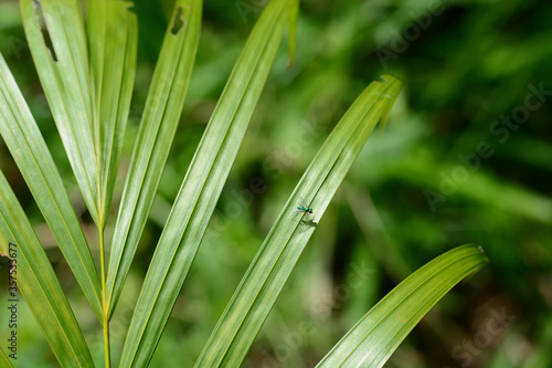 green leaf in the garden 