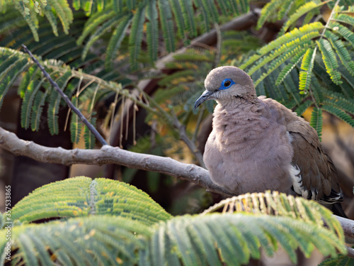 Closeup of a West Peruvian Dove (Zenaida meloda) with brigh blue eye ring resting on a branch, Peru photo