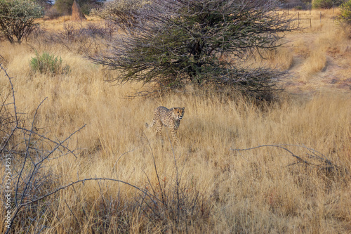 Cheetah on a nature reserve in Namibia