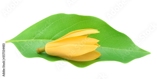 Yellow Chempaka Flowers with leaves on white background.