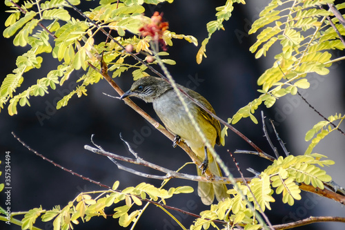 Beautiful bird in tropical jungle. Olive bulbul Streak-eared Bulbul ( Pycnonotus blanfordi ) perched on tree branch isolated on green nature blurred background. photo