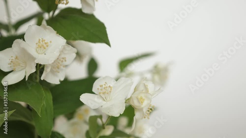 Branch of a beautiful tree bush during the flowering of jasmine. White flower with spraying. Footage shot in 4k with natural daylight