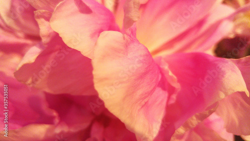 Close-up of paeonia lactiflora petals