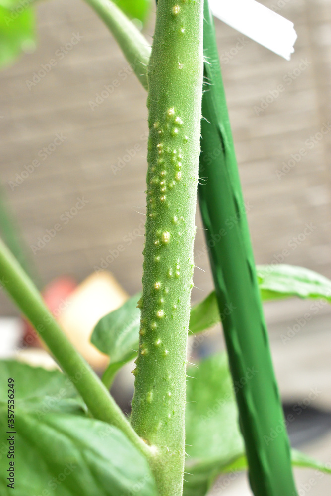 Fototapeta premium Image of The roots of cherry tomatoes grown on the balcony