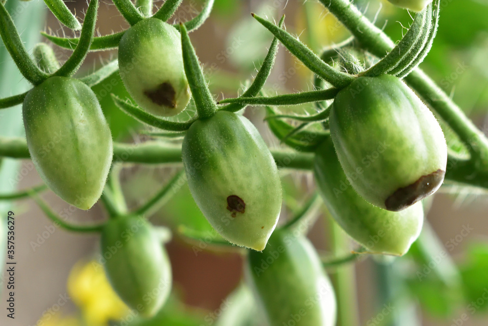 Image of Bottom rot of cherry tomatoes grown on the balcony Image of Bottom rot of cherry tomatoes grown on the balcony