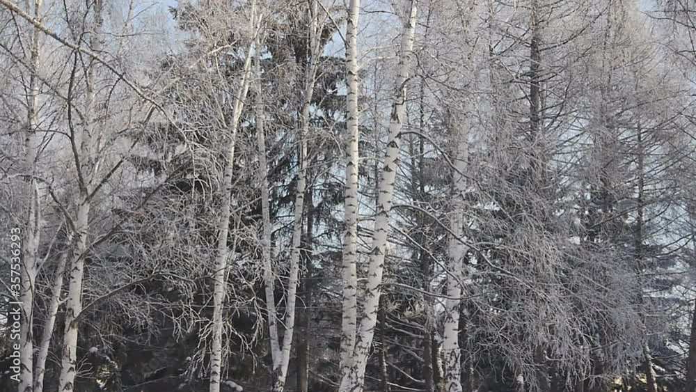 winter time frost and snow nature winter time frost and snow nature