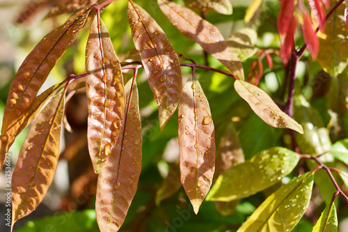 old leave in the spring 