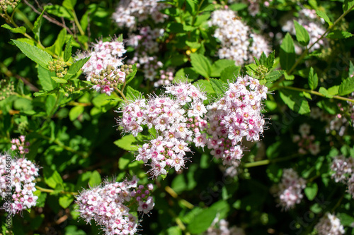 Close up view of pretty pink buds and blossoms on a compact spirea (spiraea) bush in early summer, on a sunny day