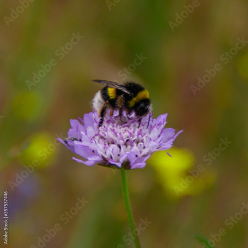Bee on Flower © MaraJos