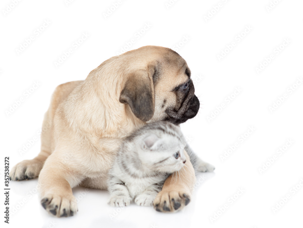 Friendly pug puppy hugs tiny scottish kitten. Pets look away together on empty space. Isolated on white background