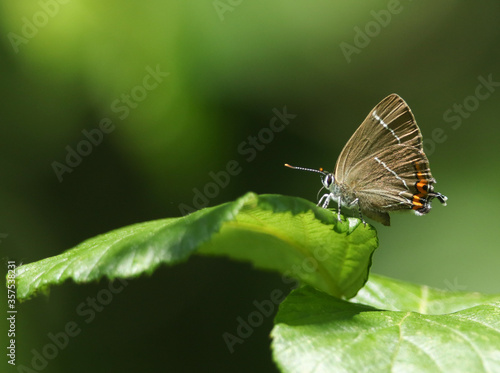 A rare newly emerged White-letter Hairstreak Butterfly, Satyrium w-album, perching on a leaf in springtime. 