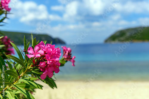 Pink flowers of oleander near the sea