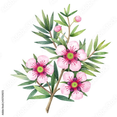 Manuka Honey branch, leaves and flower. Hand drawn watercolor illustration isolated on white background.