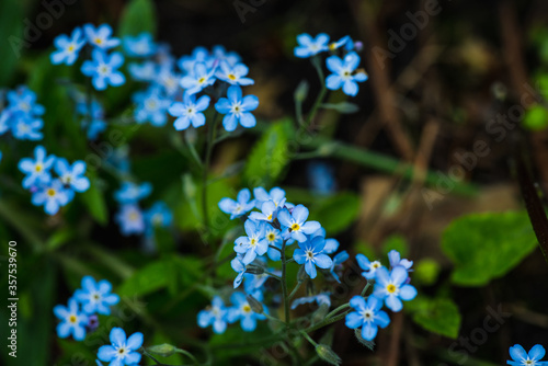 Small blue forget-me-not flowers in the garden. Selective focus. Shallow depth of field.