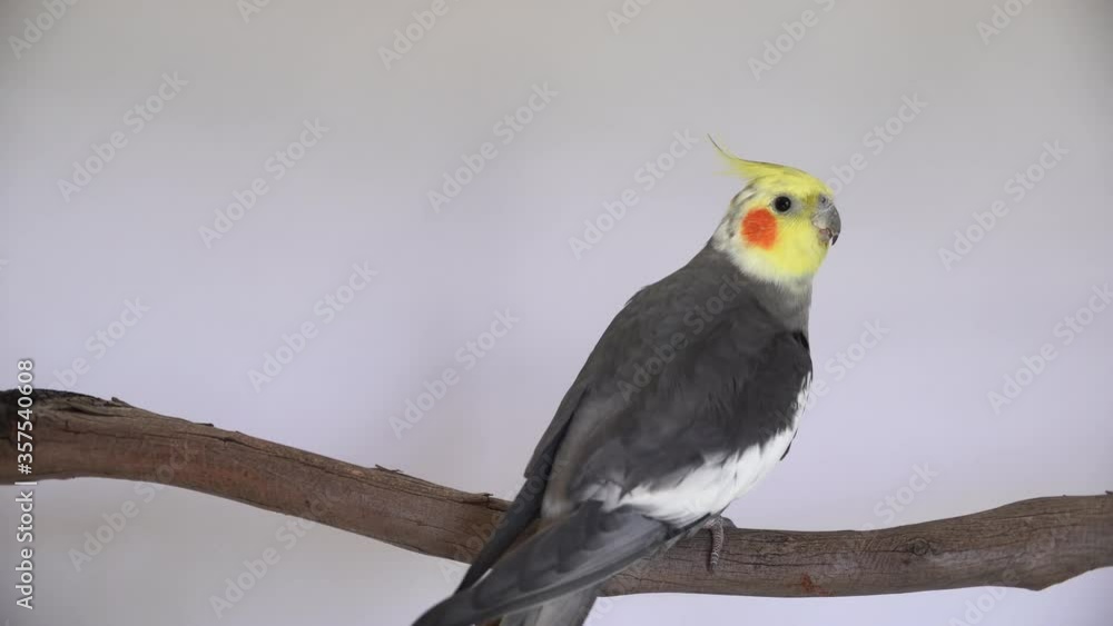 one cockatiel perch bird parrot pretty cute rosy cheeks and yellow crested head grey male cockatiel portrait head shot with isolated on plain background with copy space 4K one cockatiel perch bird parrot pretty cute rosy cheeks and yellow crested head grey male cockatiel portrait head shot with isolated on plain background with copy space 4K