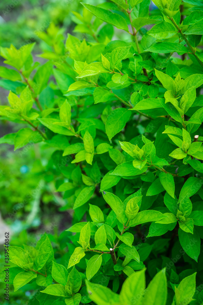 Obraz premium Hydrangea plant growth in the garden. Selective focus.
