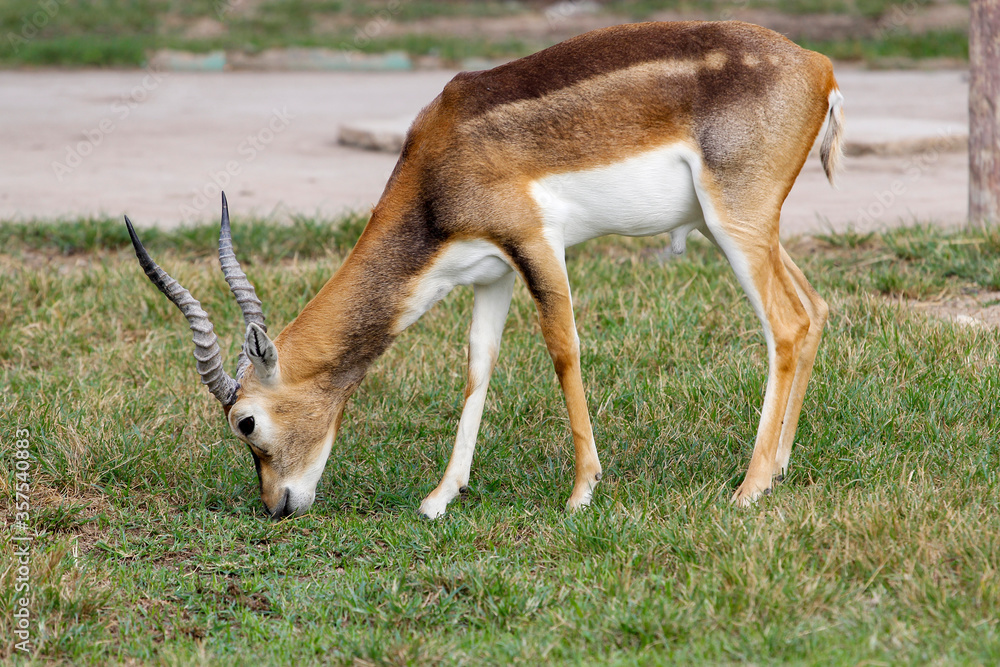 The springbok eatting grass in the garden at thailand The springbok eatting grass in the garden at thailand