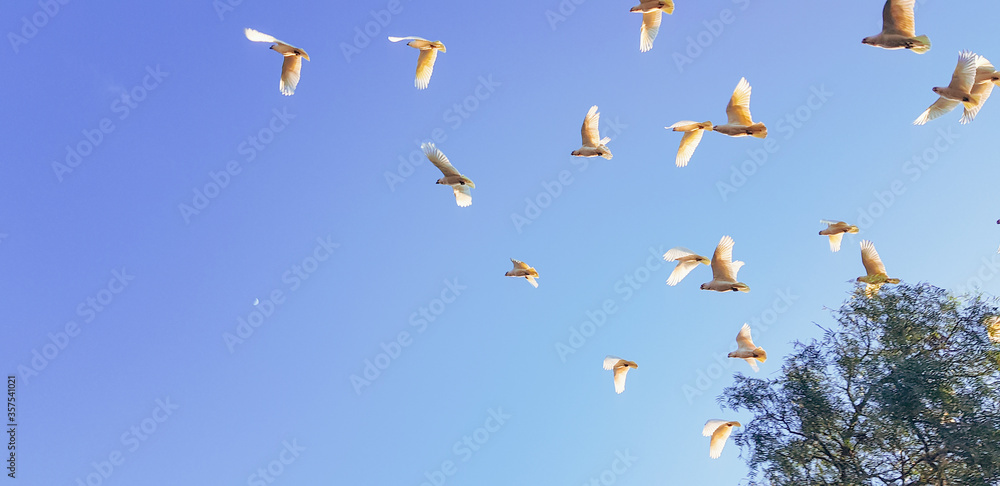 Obraz premium cockatoos flying in the sky