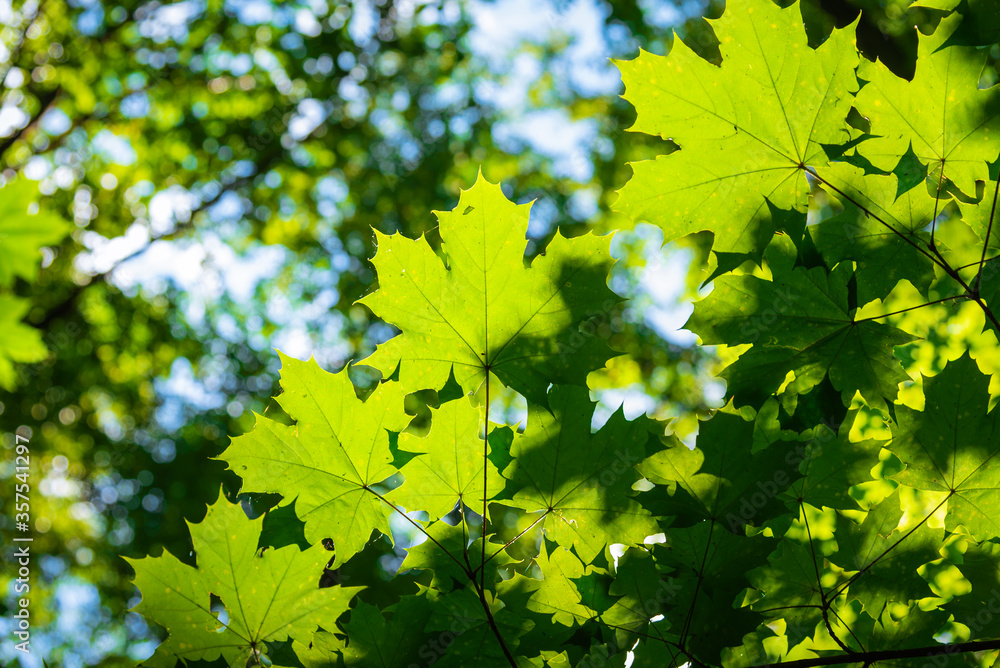 Natural background - maple leaves lit by the rays of the sun - bottom view Natural background - maple leaves lit by the rays of the sun - bottom view