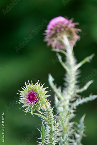 purple thistle flower