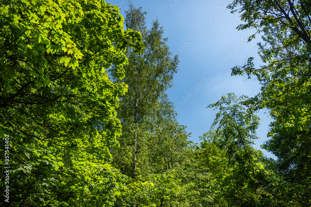 Bottom view of the various forest trees and a blue sky - a beautiful woodland landscape