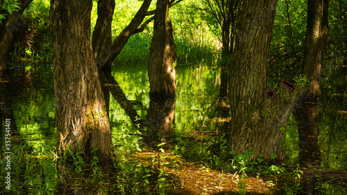 Photography Tree trunks lit by the rays of the sun standing in the water from the sea tide -