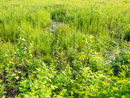 Natural landscape - a fragment of a large swamp overgrown with plants - horsetail, natural background