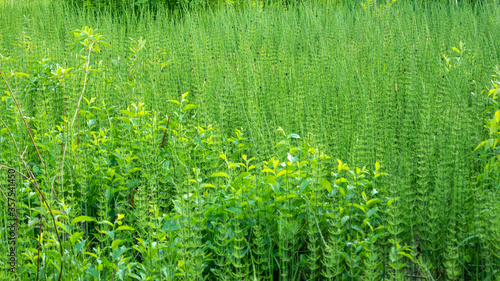 Natural landscape - a fragment of a large swamp overgrown with plants - horsetail, natural background photo