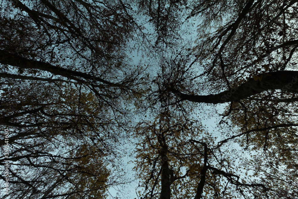 Fototapeta premium Low angle shot in a forest. Looking up trees