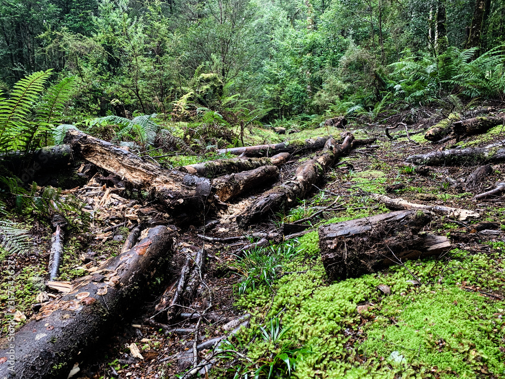 Old stump in the rain forest of Tarkine Tasmania Old stump in the rain forest of Tarkine Tasmania