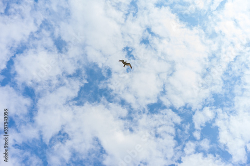Seagull flying in the blue sky