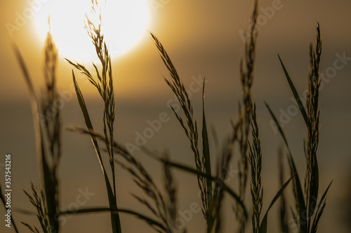 gras  feld  weizen  natur  himmel  abendrot  ackerbau  sommer  sonne