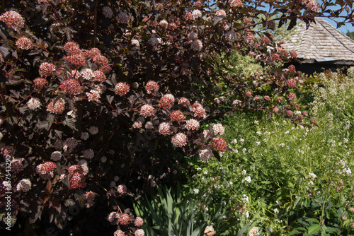 Summer Flowering Pink Flowers on a Ninebark Shrub (Physocarpus  opulifolius Diable D'Or 'Mindia') in a Herbaceous Border in a Country Cottage Garden in Rural Devon, England, UK
