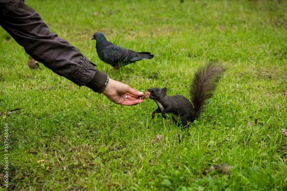 Obraz premium hand-feeding a black squirrel