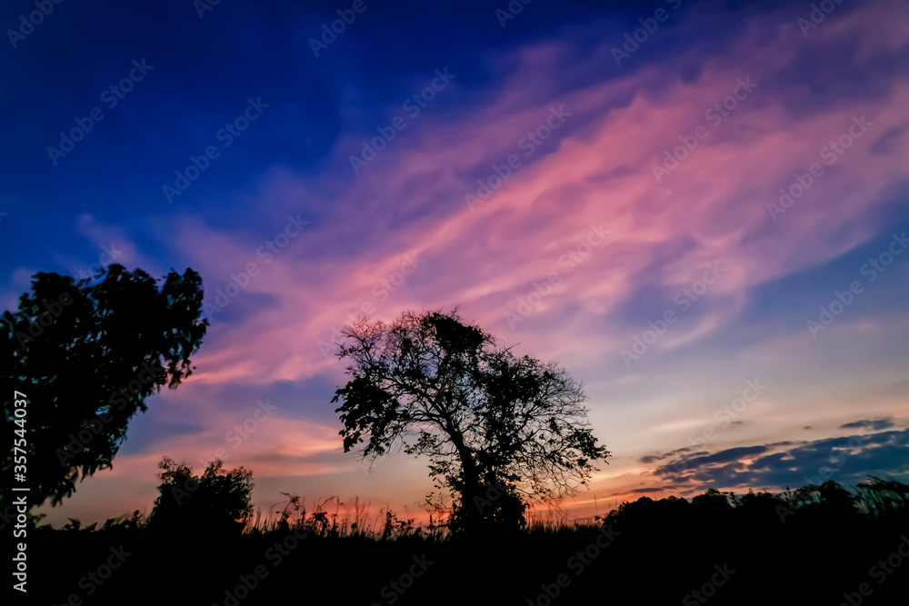 Silhouette tree and meadow with sunse