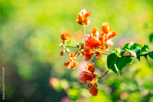 Colorful Bougainvillea flowers at Caudan,Mauritius,Africa photo