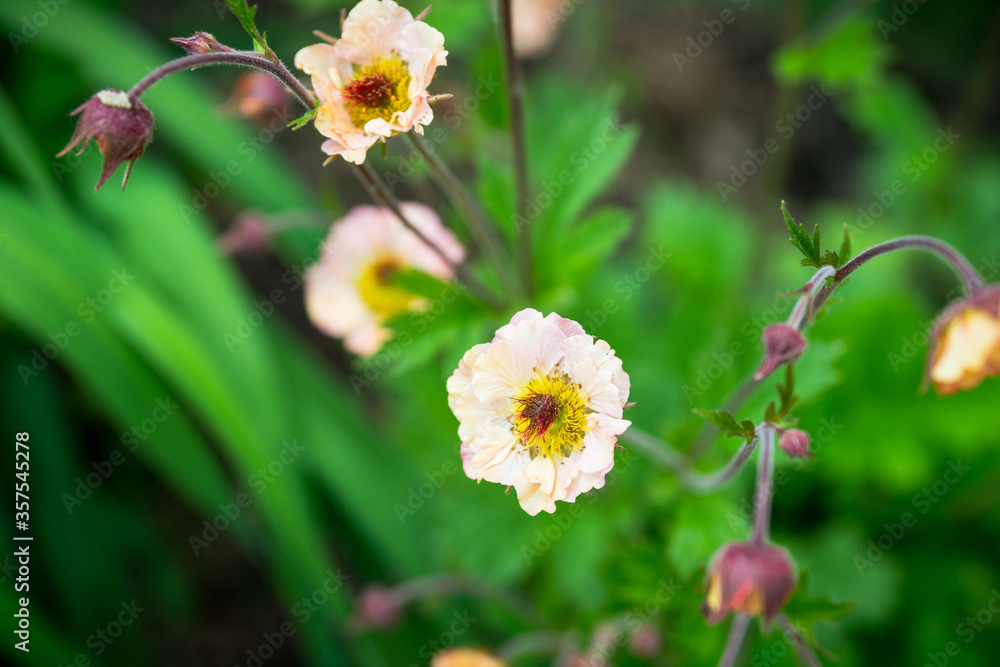 Blooming creame colored Geum flower in the garden. Selective focus. Shallow depth of fied. Blooming creame colored Geum flower in the garden. Selective focus. Shallow depth of fied.