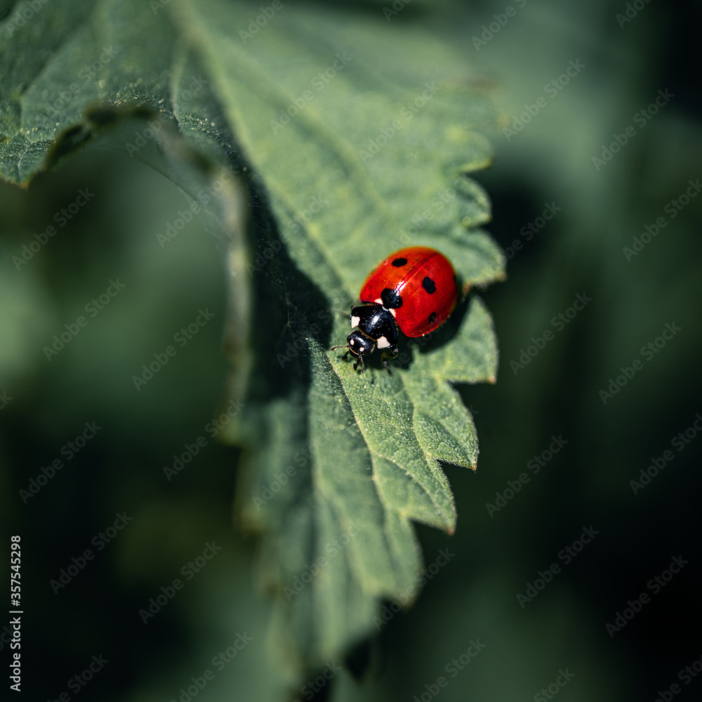 Ladybug on a green leaf close up, used split toning Ladybug on a green leaf close up, used split toning