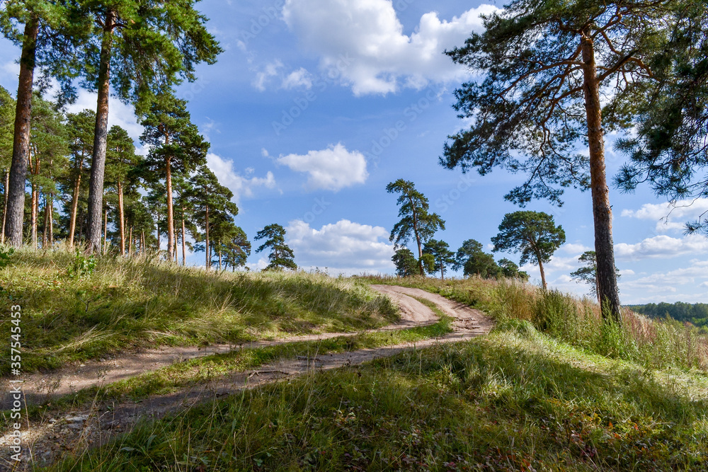 the road leading up the mountain in the pine forest