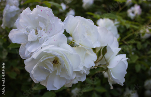 A branch of white blossoming roses close-up on a background of green foliage. Tenderness and beauty