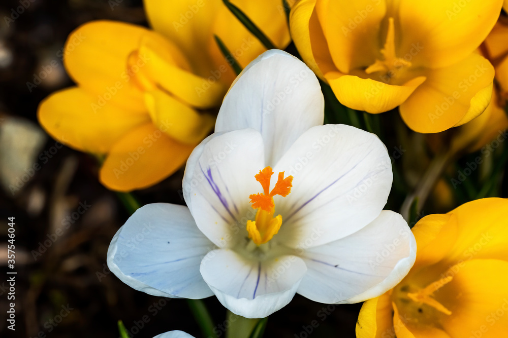 Fototapeta premium White Yellow Crocuses Blossom Blooming Macro Washington