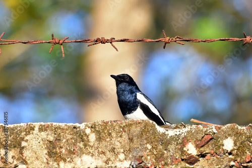 Oriental Magpie-Robin with nature.