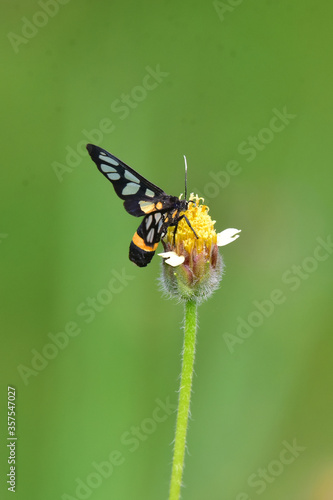 butterfly on a flower