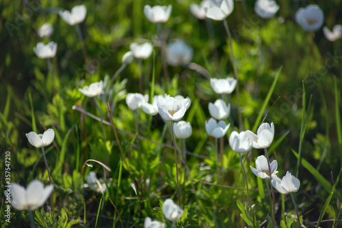 a few white spring flowers anemones in a forest clearing