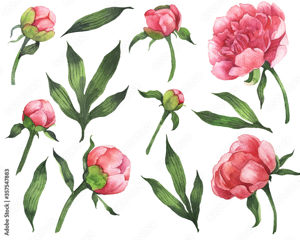 Watercolor Pink peonies clipart. Floral illustration. Spring and summer flowers. Hand Drawn Peonies on white background. It can be used for card, postcard, cover, wedding invitation.