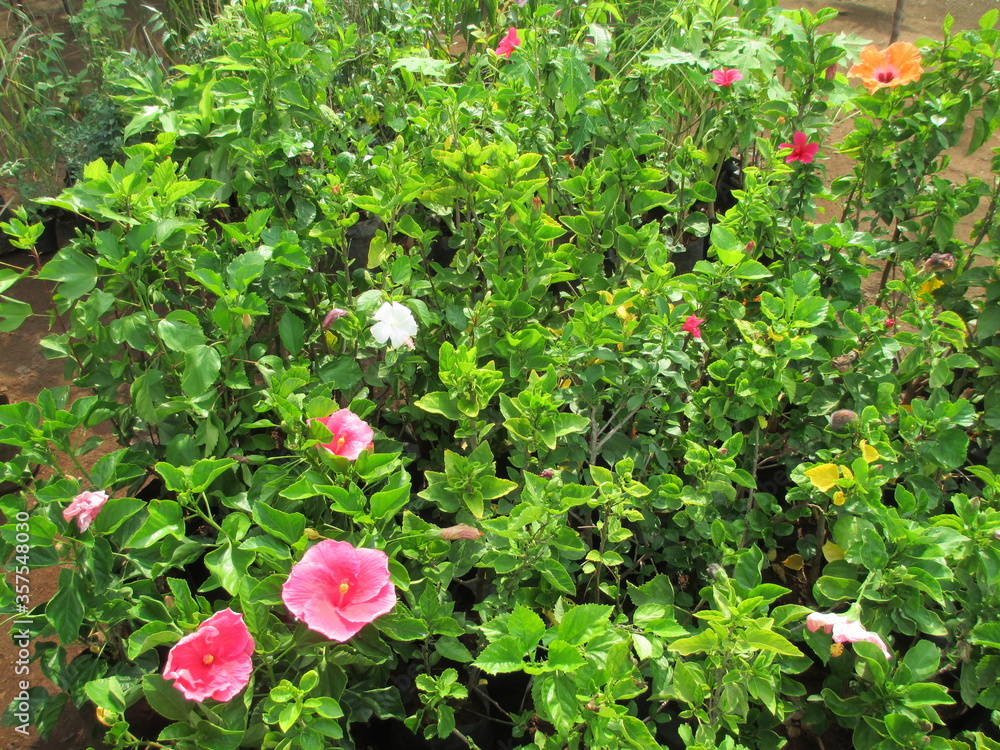 beautiful nature scenic view of green plants with Hibiscus or Rosemallow flower