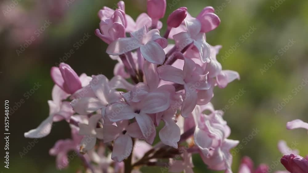 purple lilac bush flover closeup purple lilac bush flover closeup