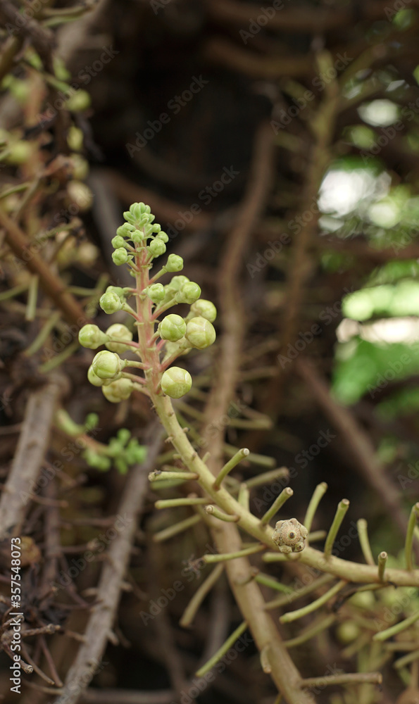 Young Green Budding Flower Call Sal Flower on Cannonball tree or
Sala Tree Young Green Budding Flower Call Sal Flower on Cannonball tree or
Sala Tree